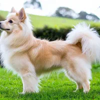 سگ پیدا کردم