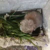 خرگوش لپی و معمولی برای فروش|موش و خرگوش|سلامی, |دیوار