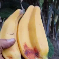 فروش انواع نهال ارقام مختلف موز و....