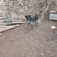 قدر جان اصیل