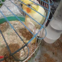 پرنده|پرنده|اهواز, منبع اب|دیوار