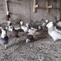 ۲۰عدد کفترطوقی|پرنده|شیراز, حجت آباد|دیوار