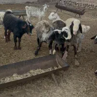 میش داشتی|حیوانات مزرعه|سده (فارس), |دیوار