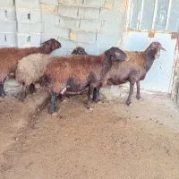 میش بره دار|حیوانات مزرعه|شیروان (خراسان), |دیوار