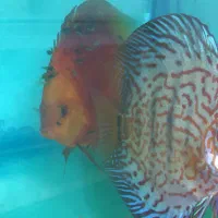 نه جفت دیسکس مولد