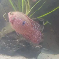 ماهی سیچلاید|ماهی|خوی, |دیوار