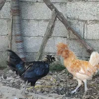 دو عدد خروس لهستانی|حیوانات مزرعه|رشت, احمد گوراب|دیوار