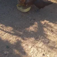 مرغبوقلموفروشی|حیوانات مزرعه|کرمان, |دیوار