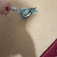 فروش جوجه عروس|پرنده|قروه, |دیوار