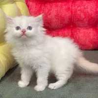 دنیای گربه های اصیل ( پرشین بریتیش اسکاتیش )|گربه|بندرعباس, |دیوار