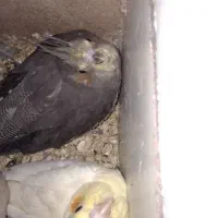 جوجه عروس هلندی