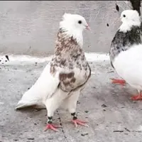 جوجه مینا سیخ پر