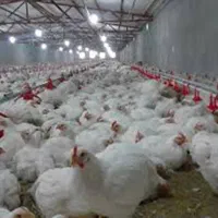 فروش-انواع-مرغداری-گوشتی-وتخمگذار