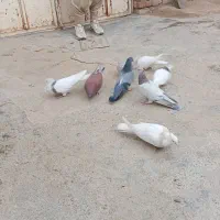 کبوتر کوهی نر قرمز نر طوقی سیاه ماده طوقی کارتونی