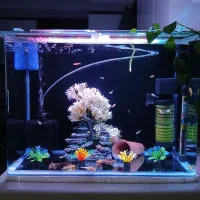 اکواریوم ماهی و کت پوزه بوته ای