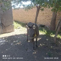خرنرگله ای|حیوانات مزرعه|قوچان, |دیوار
