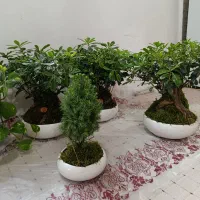 بنسای میخک۹۸۰