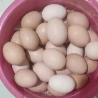 فروش تخم نطفه دار