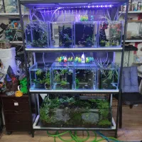 آکواریوم ماهی