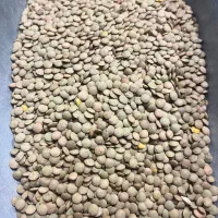 عدس کانادایی