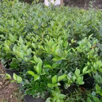 فروش یاس هلندی گلدان 10|گل و گیاه طبیعی|رحیم‌آباد, |دیوار