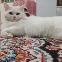 گربه آروم و باهوش پرشین