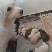 توله شیتزو|سگ|اندیمشک, |دیوار