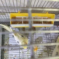 عروس هلندی دوکت|پرنده|بندرعباس, |دیوار