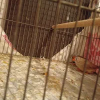 فنج|پرنده|فولادشهر, B6|دیوار