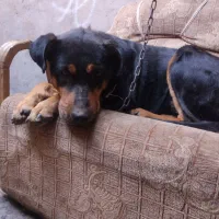 سگ روت وایلر فروشی