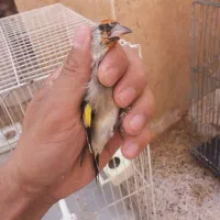 سهره نر قناری