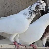 ‌کبوتر تضمینی