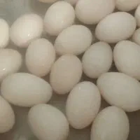 تخم اردک