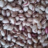 لوبیا چیتی (کپسولی) تمیز و رنگ دار محصول امسال|خوردنی و آشامیدنی|سراب, |دیوار