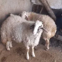 دو عدد بره قوچ|حیوانات مزرعه|کرمانشاه, |دیوار