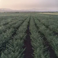 بذرر نخود گوکسو و گندم مادری|خدمات باغبانی و درختکاری|روانسر, |دیوار
