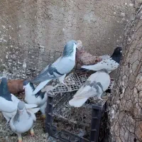 کبوتر رنگی|پرنده|تاکستان, |دیوار