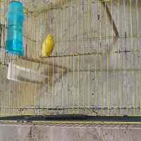 قناری طلایی مست شلاقی