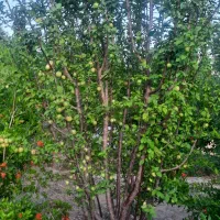 باغ در روستای زواریان|فروش زمین و ملک کلنگی|سلفچگان, |دیوار