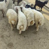 بره پروار برای کشتار بفروش می رسد