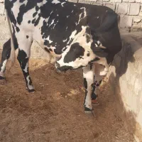 گوساله نر حدودا۵۰۰کیلو  گاو ده کیلو شیر سرحال جوان|حیوانات مزرعه|درمیان, |دیوار