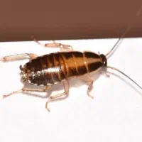 سم پاشی حشرات و موش و ..تضمینی و تخصصی|خدمات نظافت|کرمان, |دیوار