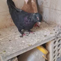 جفت طوقی و سار زاغ کرمانی|پرنده|مشهد, هفده شهریور|دیوار