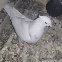 فروش کبوتر رنگی وپلاکی|پرنده|بهبهان, |دیوار