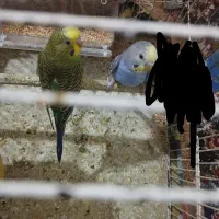 مرغ عشق زیبا وتمیز