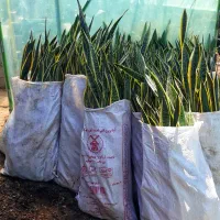 فروش سانسوریا شمشیری|گل و گیاه طبیعی|قائمشهر, |دیوار