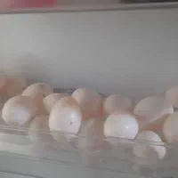تخم کفتر دونه 15هزار