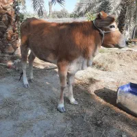 گاو جرسی دو رگه به همراه گوساله ماده|حیوانات مزرعه|میناب, |دیوار