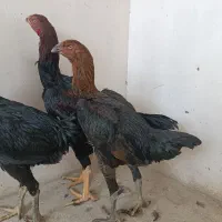 مرغ لاری نصلی|حیوانات مزرعه|مشهد, امیریه|دیوار