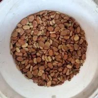 باقالی هفت بند